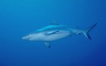 Shark